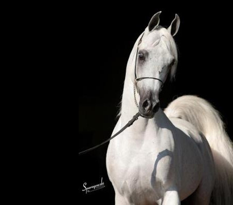 Show Horse Gallery - Arabest Samir