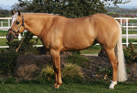 Show Horse Gallery - A Twist with Honey