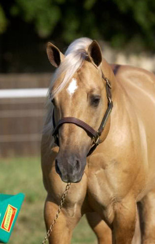 Show Horse Gallery - A Twist with Honey