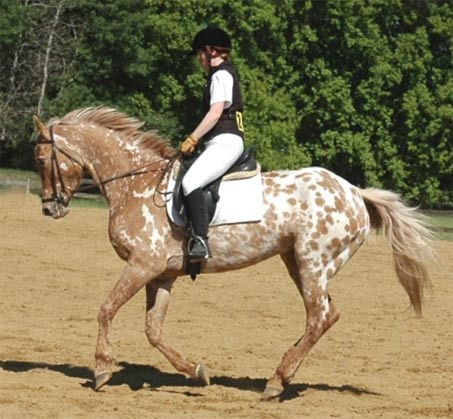 Show Horse Gallery - Ava Minted Design