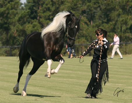 Show Horse Gallery - Baron Von Vendavel