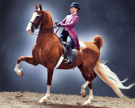 Show Horse Gallery - Champagne’s Prince Charming