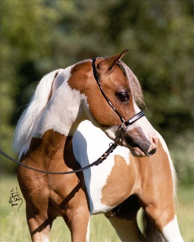 Show Horse Gallery - Champion Farms Sir Signature