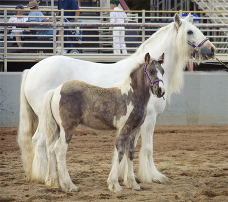 Show Horse Gallery - FCF Solstice