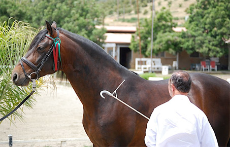 Show Horse Gallery - FS Tesoro NÃ´bel