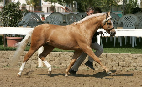 Show Horse Gallery - Goldhills Most Wanted LOM