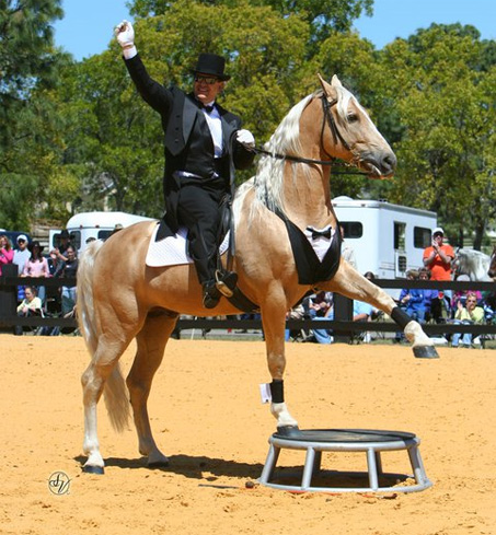 Show Horse Gallery - Ivory Pal