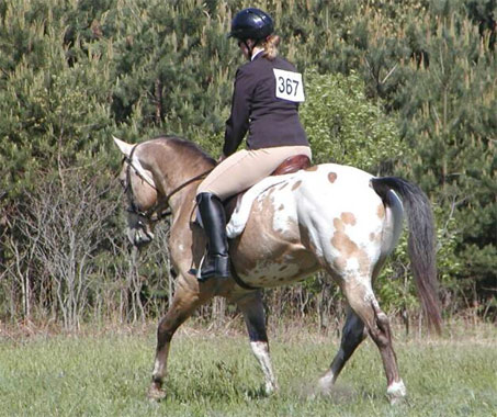 Show Horse Gallery - JTS Gold Flash