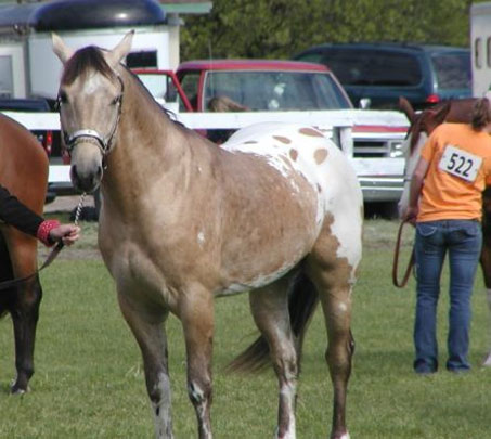 Show Horse Gallery - JTS Gold Flash