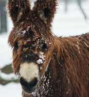 Breed Spotlight: Poitou Donkey
