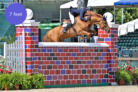 Show Horse Gallery - Puissance Jumping