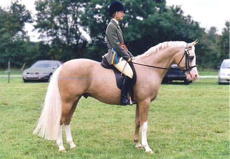 Show Horse Gallery - Shulay Gold