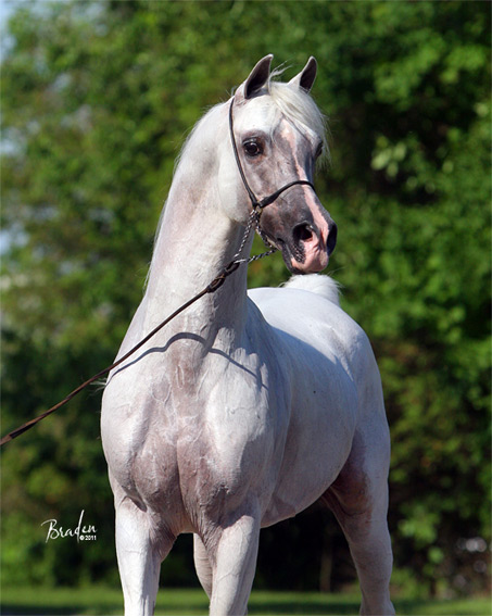 Show Horse Gallery - Sol Debut