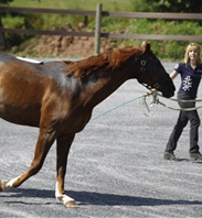 Suki the Horse Recovers from Severe Burns Sustained in Barn Fire