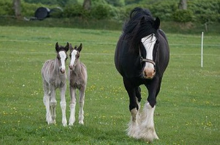 Show Horse Gallery - Rare Twin Horses Born