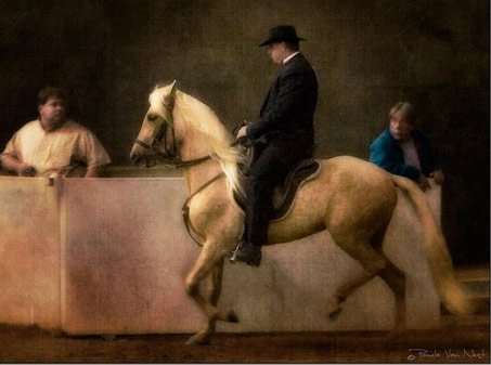 Show Horse Gallery - Viveza de CM
