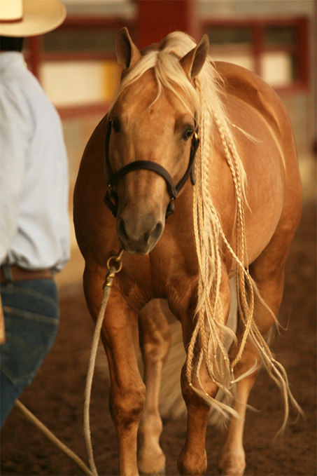 Show Horse Gallery - Whizmo