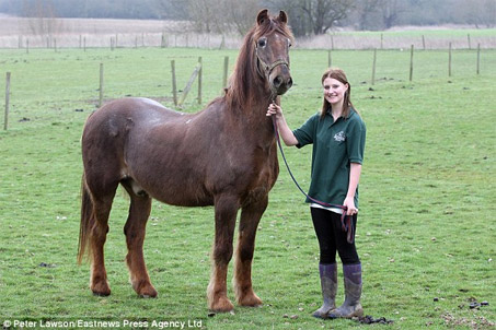 Show Horse Gallery - World’s Oldest Horse