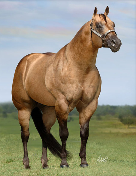 Show Horse Gallery - Horses Aren’t Supposed to Look Like Beef Cows
